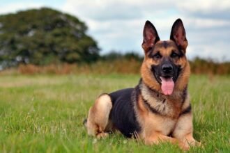 німецька вівчарка