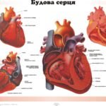 будова серця