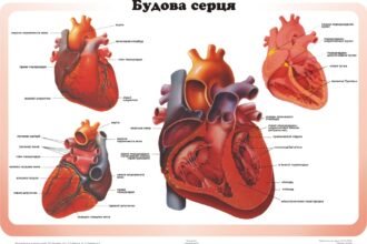 будова серця