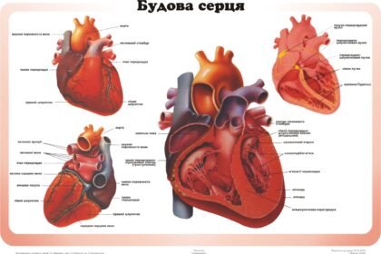 будова серця