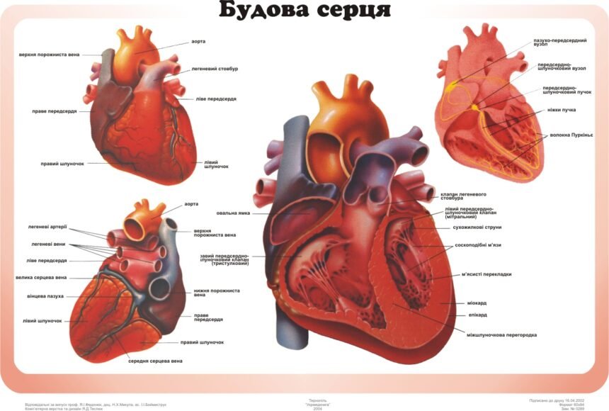 будова серця