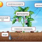 продуценти