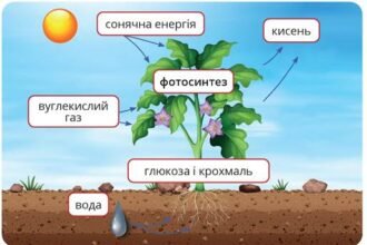 продуценти
