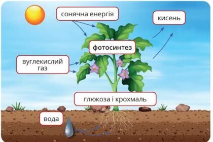 продуценти