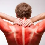 мышцы спины