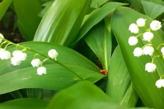 отруйні рослини