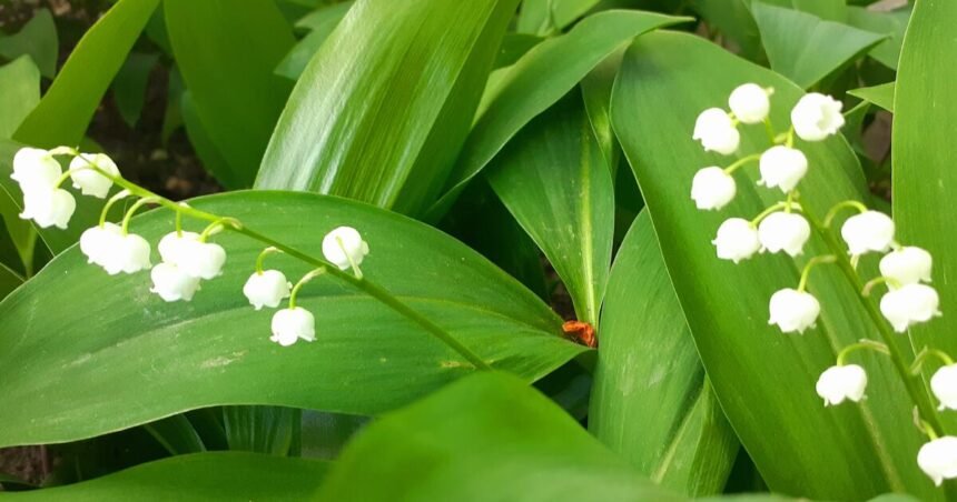 отруйні рослини