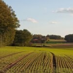 земельна ділянка